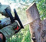 Best Storm Damage Tree Cleanup  in Catonsville, MD
