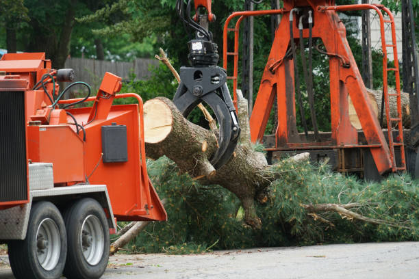Best Tree Disease Treatment  in Catonsville, MD